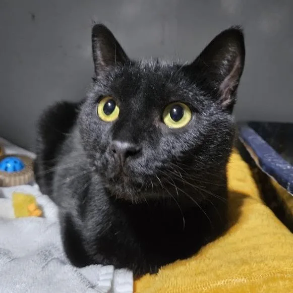 An adult small-sized male Black Domestic Short Hair cat named Brock for adoption in Sioux Falls, SD