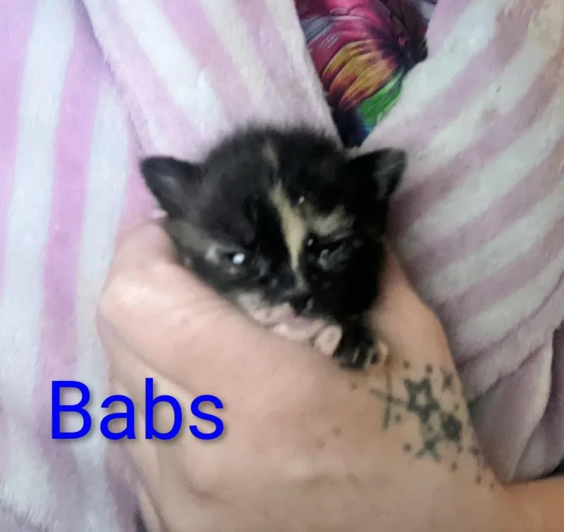 A baby small-sized female Domestic Short Hair cat named Babs for adoption in Ada, OK