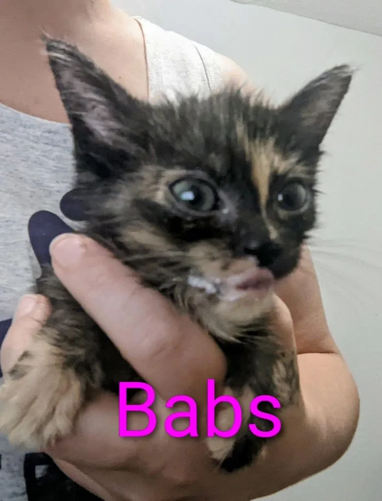 Babs thumbnail 2