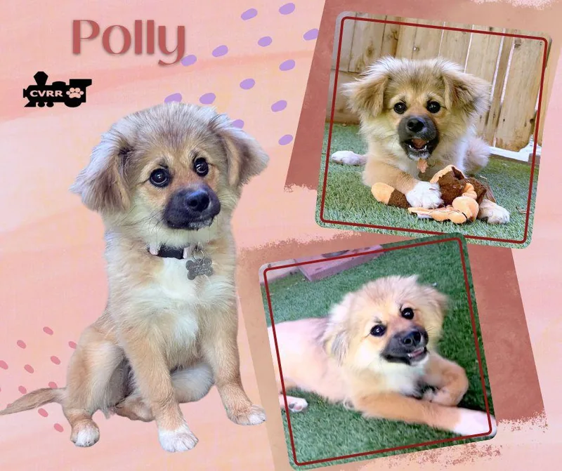 A young small-sized female Shetland Sheepdog / Sheltie dog named Polly for adoption in LINDSAY, CA