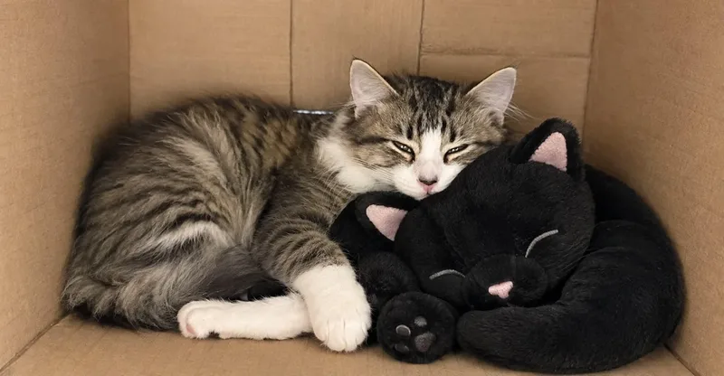 A baby large-sized female White Domestic Long Hair cat named Starlight for adoption in Springfield, IL