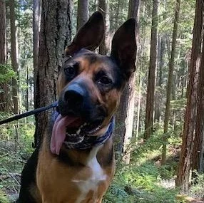 An adult large-sized male Bicolor German Shepherd Dog dog named Hogan for adoption in Snoqualmie, WA
