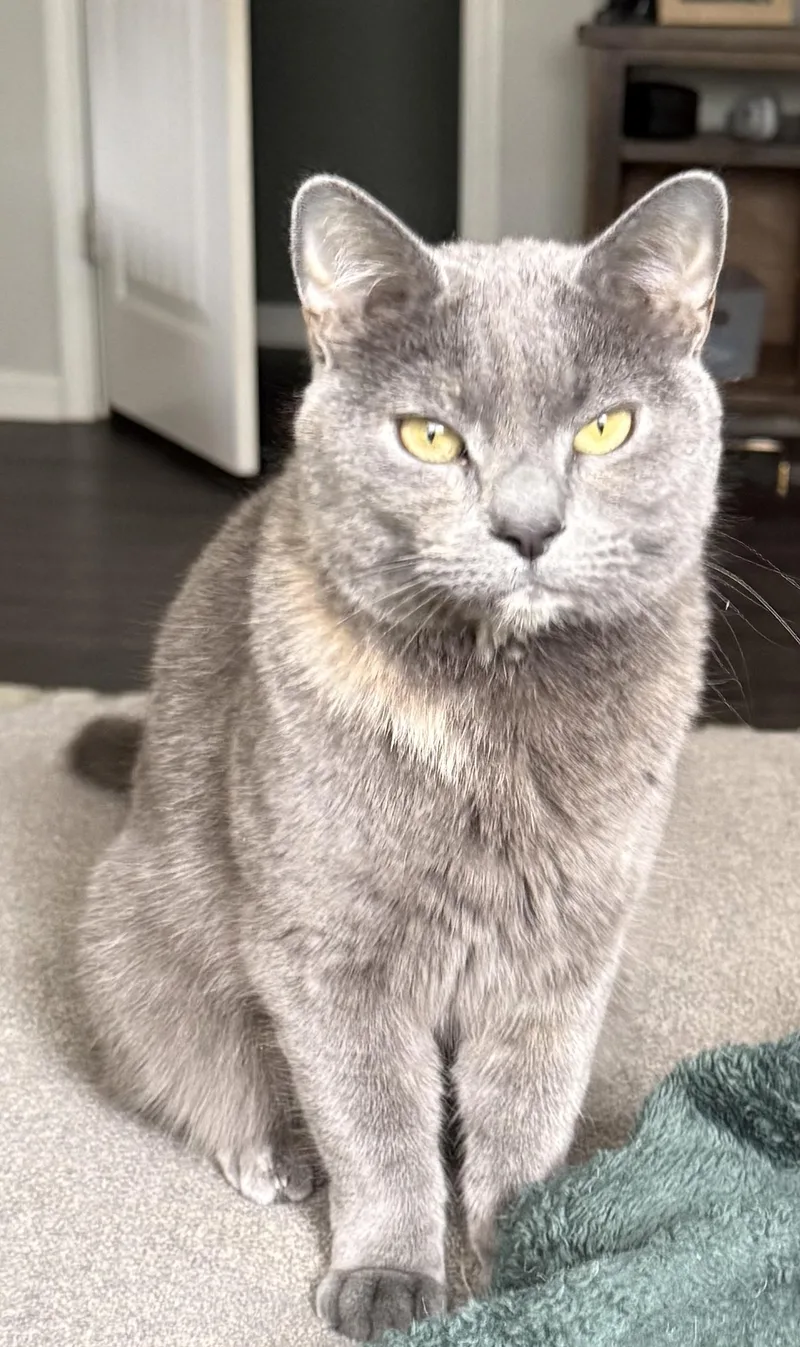 An adult medium-sized female Gray / Blue / Silver Domestic Short Hair cat named Hazel for adoption in Columbia, SC