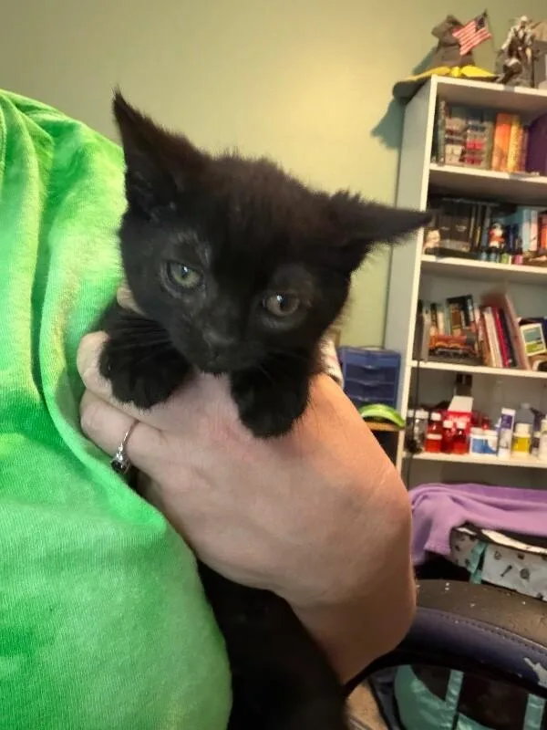 A young medium-sized female Black Domestic Medium Hair cat named Jig for adoption in Grand Rapids, MI