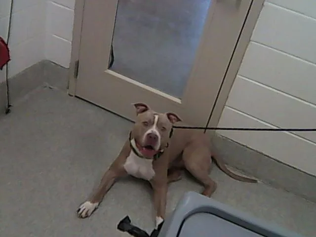 An adult extra large-sized male American Staffordshire Terrier dog named Sammy for adoption in Loveland, CO