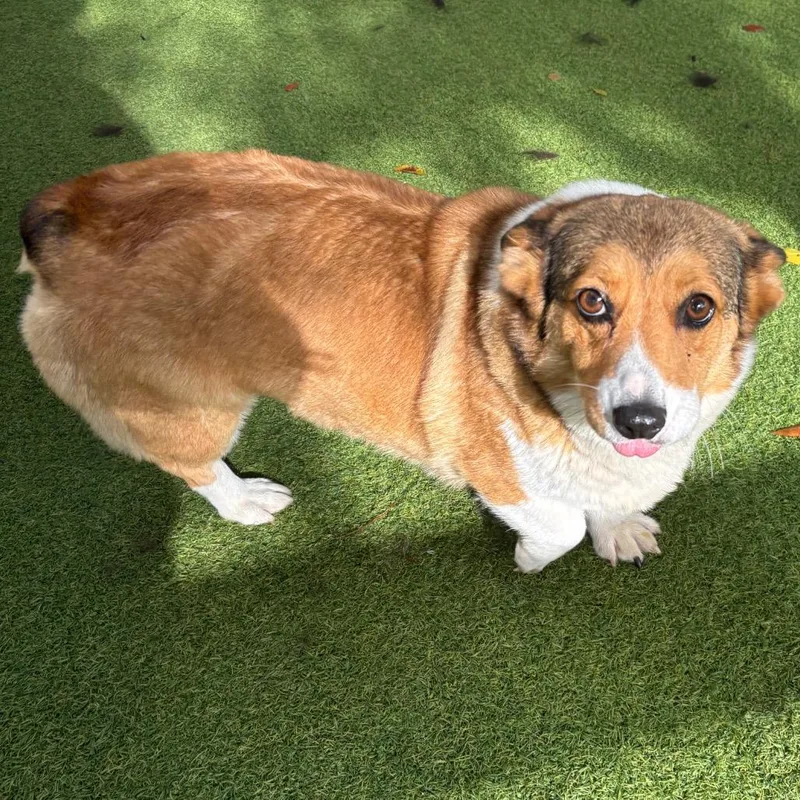 An adult medium-sized female Yellow / Tan / Blond / Fawn Corgi dog named Coco Crumble for adoption in LOXAHATCHEE, FL