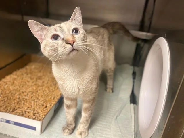 A young medium-sized female Domestic Short Hair cat named Hazel for adoption in Fort Wayne, IN
