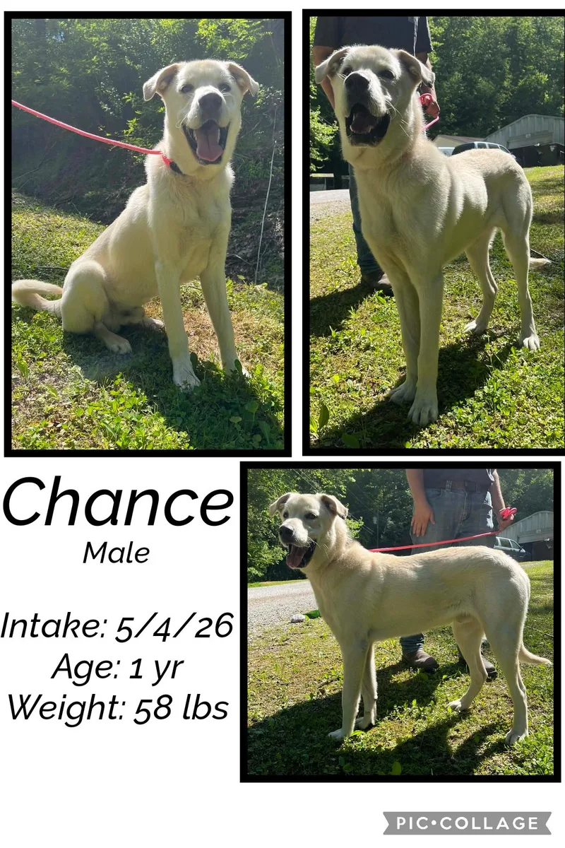 An adult medium-sized male Labrador Retriever dog named Chance for adoption in Staffordsville, KY