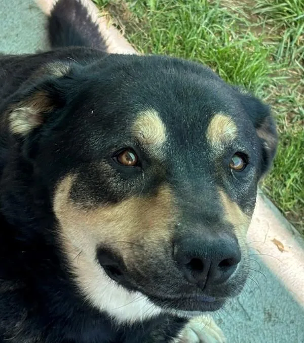 An adult large-sized male German Shepherd Dog dog named Rex for adoption in Pocatello, ID
