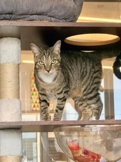 An adult medium-sized female Tabby (Brown / Chocolate) Domestic Short Hair cat named Jasmine Rice for adoption in Winter Haven, FL