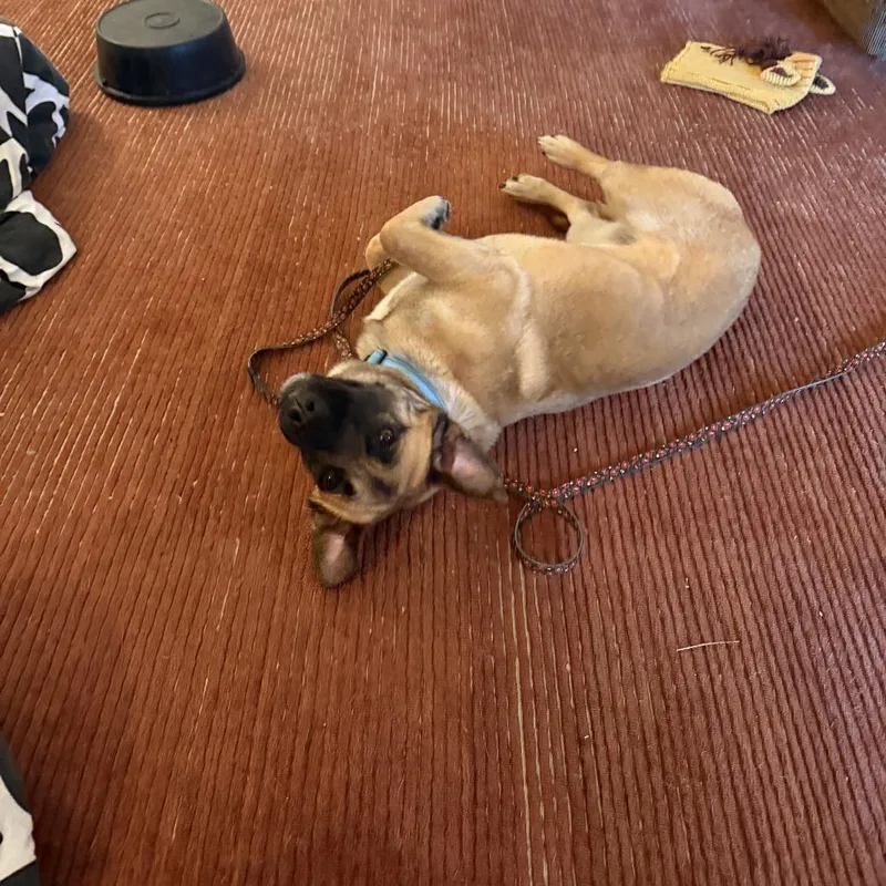 A young medium-sized male Yellow / Tan / Blond / Fawn Basset Hound dog named Waldo for adoption in Potomac, MD