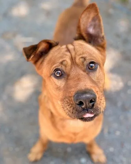 An adult large-sized male Mixed Breed dog named Mandu for adoption in Fairfax, VA