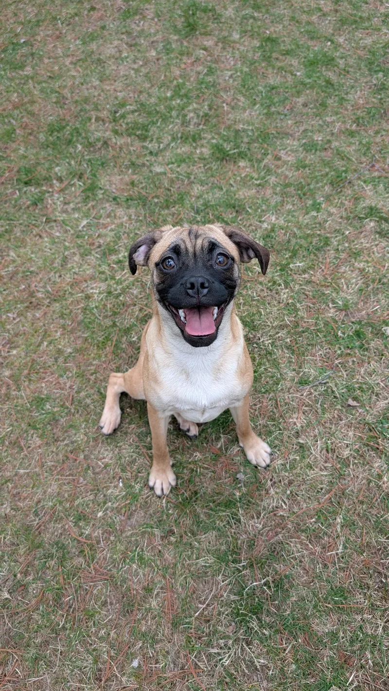 A young medium-sized female Puggle dog named Olive for adoption in Sturgis, MI
