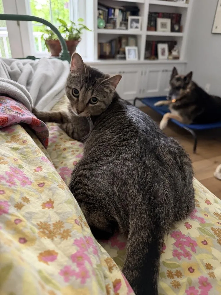 A young medium-sized female Gray / Blue / Silver Exotic Shorthair cat named Olivia for adoption in Warren, CT