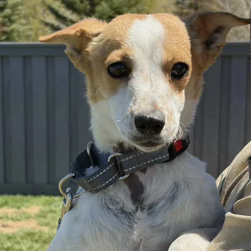 A young small-sized male White / Cream Jack Russell Terrier dog named David for adoption in Burbank, CA