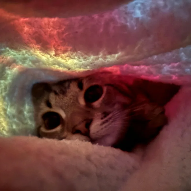 A baby medium-sized female Tabby (Brown / Chocolate) Domestic Short Hair cat named Aster II for adoption in Houston, TX