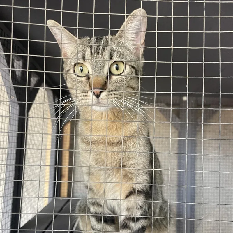An adult small-sized female Brown / Chocolate Domestic Short Hair cat named Sophie Sue for adoption in Prescott, AZ