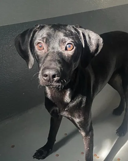 An adult medium-sized female Retriever dog named Plum for adoption in New Orleans, LA