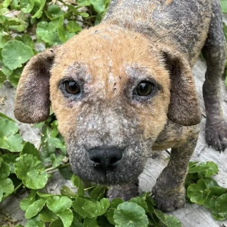 Pepper