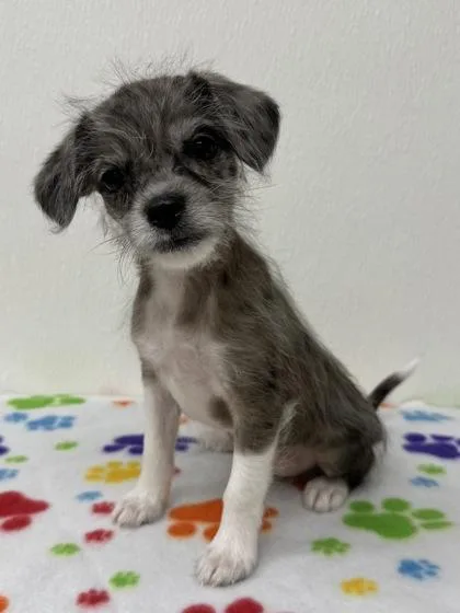 A young small-sized female Schnauzer dog named Teresa for adoption in Phoenix, AZ