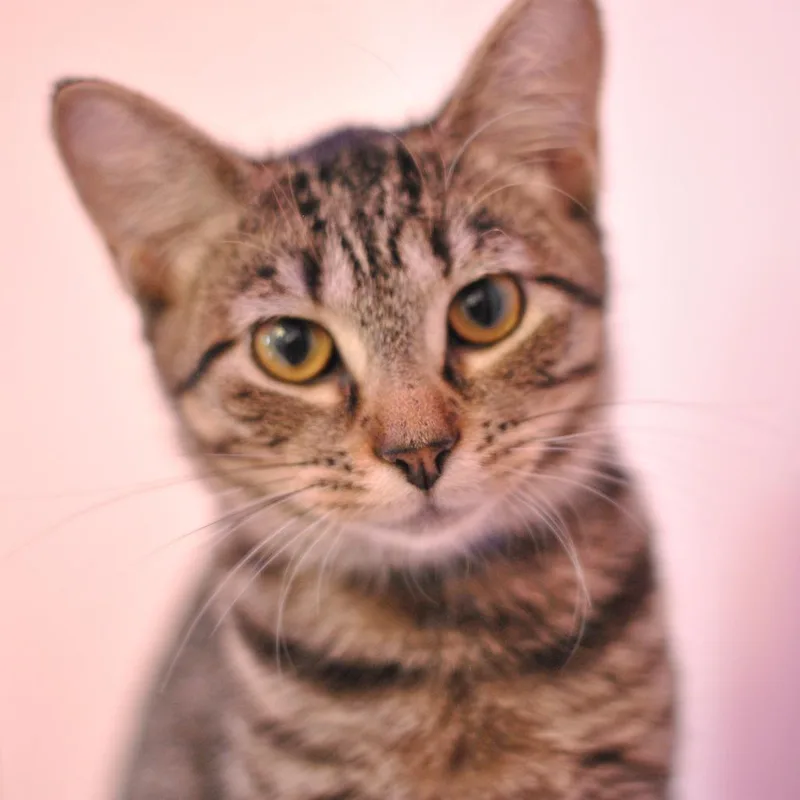 A baby small-sized female Brown / Chocolate Domestic Short Hair cat named Keesha for adoption in Forest Park, IL