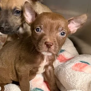 A baby small-sized male Brown / Chocolate Mixed Breed dog named Curry for adoption in Hinsdale, IL