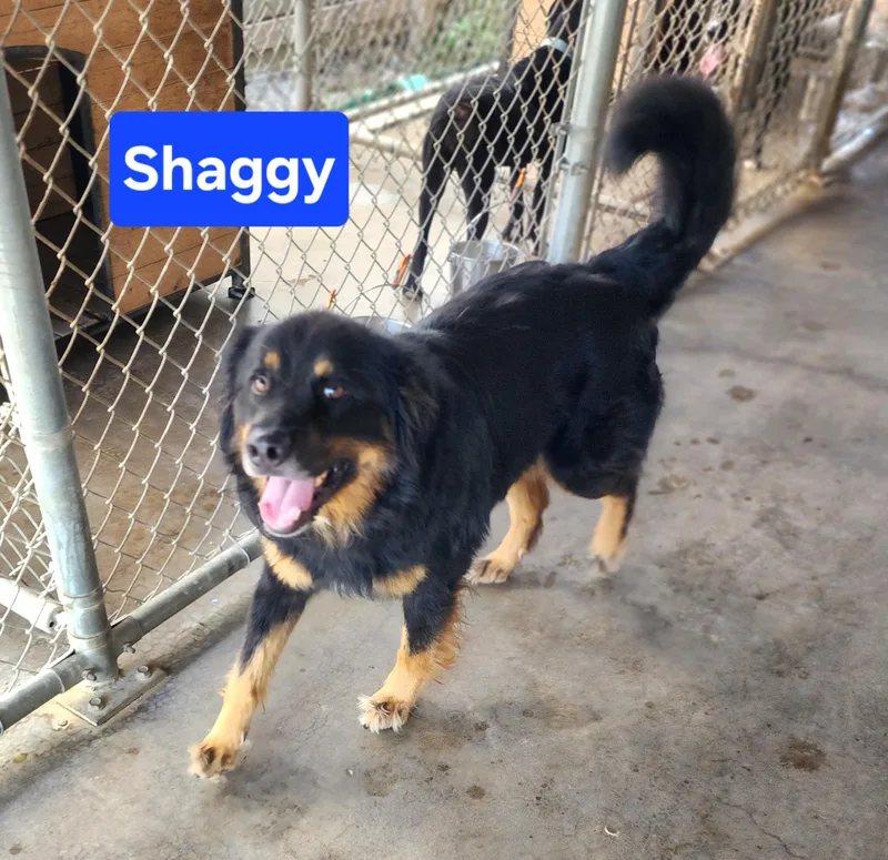 An adult medium-sized male Border Collie dog named Shaggy for adoption in Clinton, MO