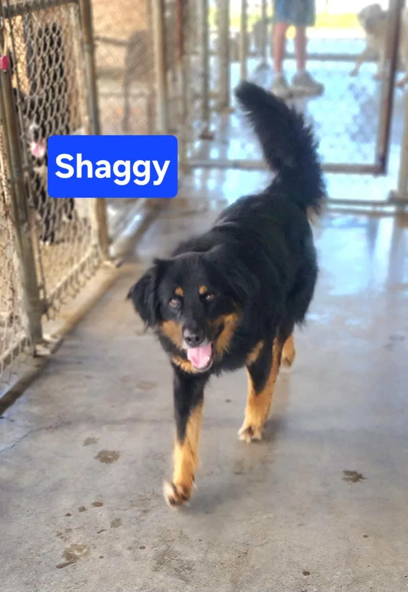 Shaggy thumbnail 2