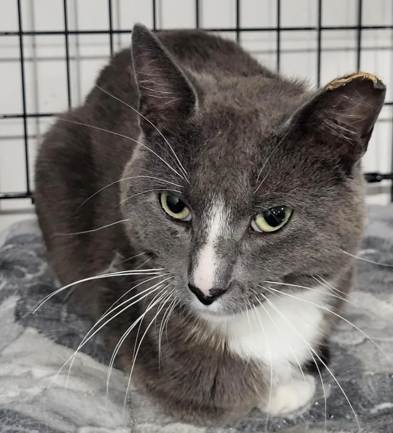 An adult medium-sized male Domestic Short Hair cat named Gray Bear for adoption in Saint Louis, MO