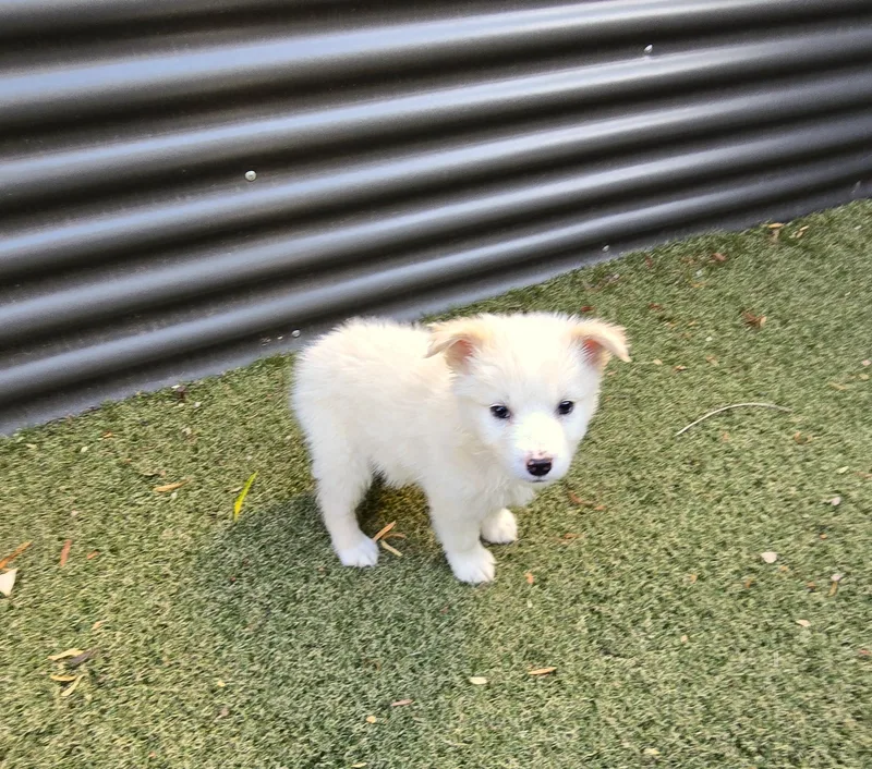 A baby medium-sized male Golden Retriever dog named Butterscotch for adoption in Apache Junction, AZ