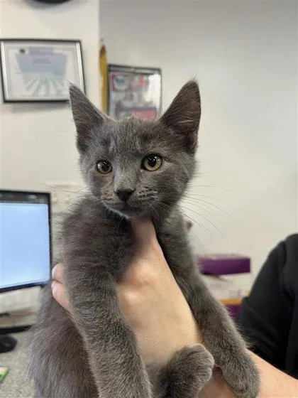 A baby small-sized male Domestic Short Hair cat named Cottonelle for adoption in West Chester, PA