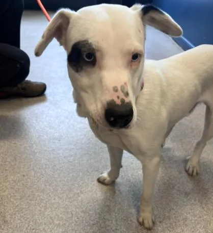 A young medium-sized male Labrador Retriever dog named Krypto for adoption in Alameda, CA