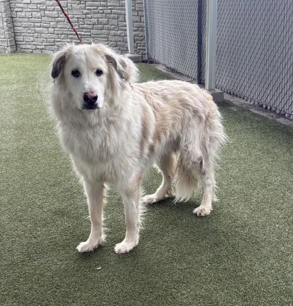 An adult large-sized male Great Pyrenees dog named Walter for adoption in Salt Lake City, UT
