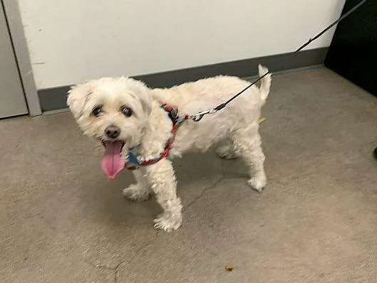 A senior small-sized male White / Cream Maltese dog named Rocky for adoption in Berkeley, CA