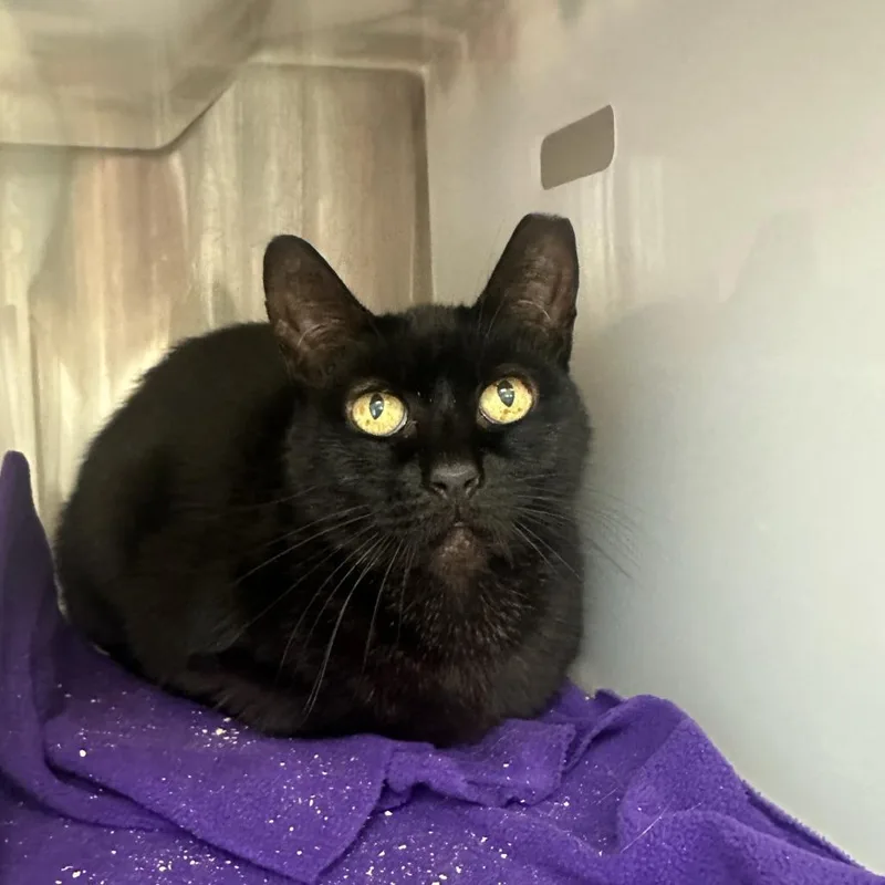 An adult medium-sized female Black American Shorthair cat named Charlotte for adoption in Santa Barbara, CA