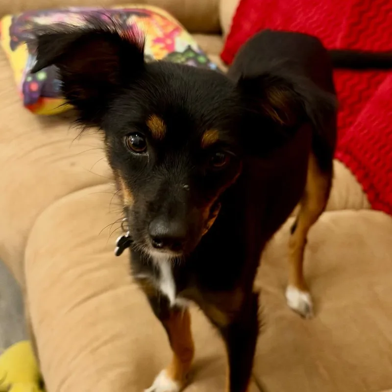 An adult small-sized female Black Papillon dog named Cassie for adoption in Bessemer, AL