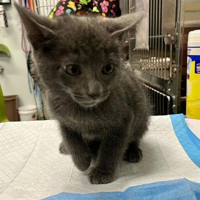 A baby small-sized male Gray / Blue / Silver Domestic Short Hair cat named Scuttle for adoption in Tavares, FL