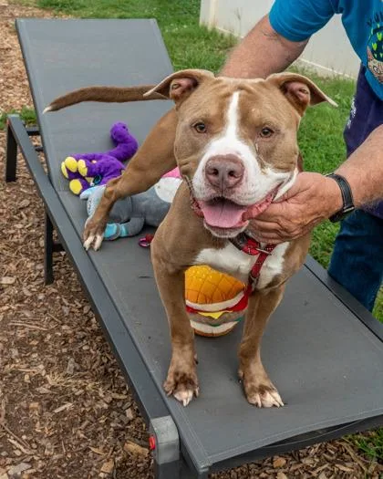 An adult large-sized male Mixed Breed dog named Captcha for adoption in Chamblee, GA