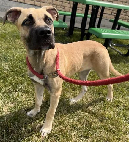 A young medium-sized female German Shepherd Dog dog named Rousey for adoption in Dayton, OH