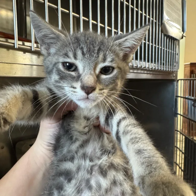 A baby small-sized female Gray / Blue / Silver Domestic Short Hair cat named Mitzi for adoption in Pekin, IL