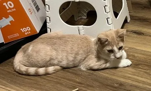 Rustling Autumn Flame