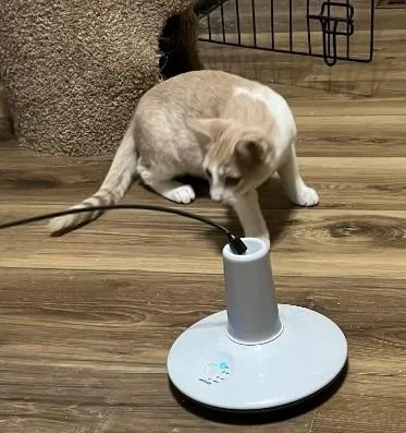 Rustling Autumn Flame thumbnail 2