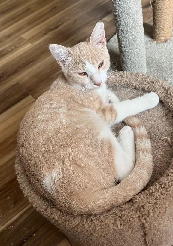 Rustling Autumn Flame thumbnail 4