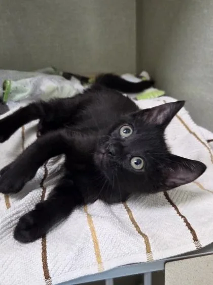 A baby small-sized male Domestic Short Hair cat named Orange Gummy Bear for adoption in Westland, MI