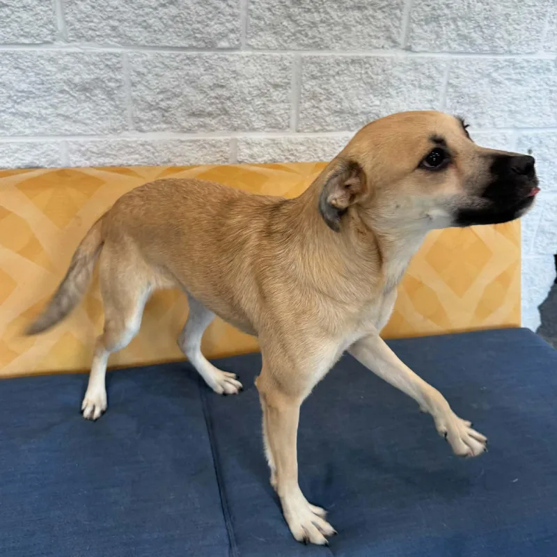 A young medium-sized female Shepherd dog named Dolly for adoption in Danbury, CT