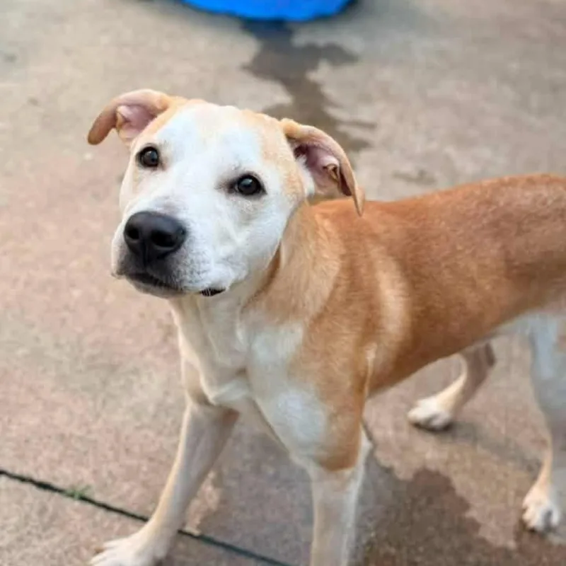 An adult medium-sized male Mixed Breed dog named Pete for adoption in Hinsdale, IL