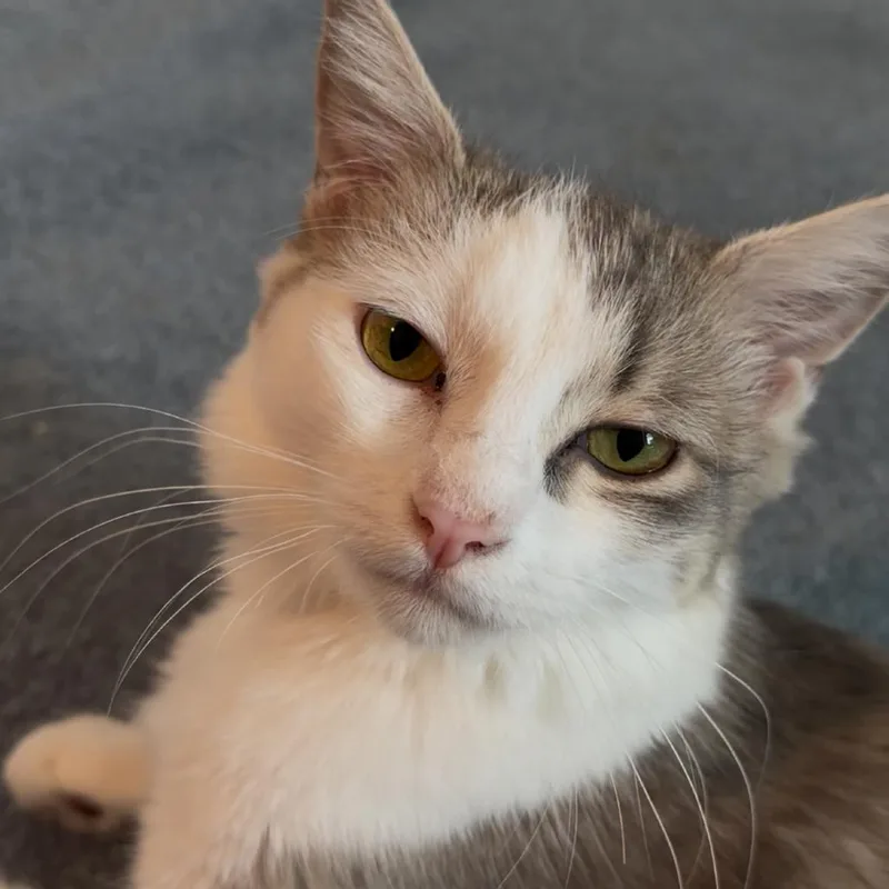 A young small-sized female White Domestic Medium Hair cat named Penelope for adoption in Granville, OH