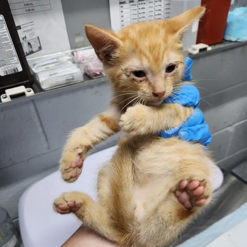 A baby small-sized male Orange / Red Domestic Short Hair cat named Ghostface @ Petsmart In for adoption in Summerville, SC