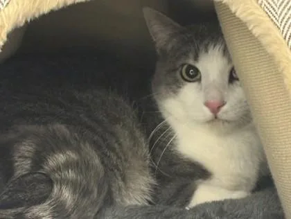 A young large-sized male Domestic Short Hair cat named Spooky for adoption in Longmont, CO