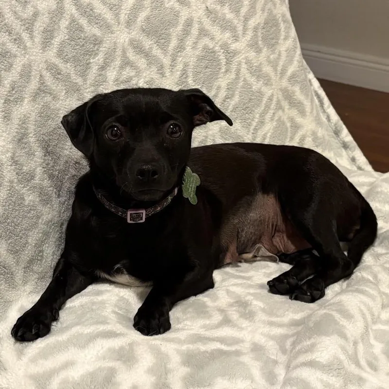 Raven  Costa Mesa thumbnail 2